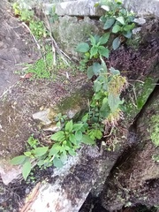 Trachelium caeruleum