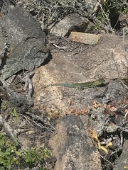 Liolaemus zapallarensis