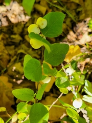 Symphoricarpos albus