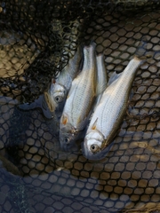 Alburnoides bipunctatus