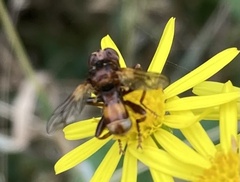 Sicus ferrugineus