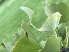 Philodromus aureolus