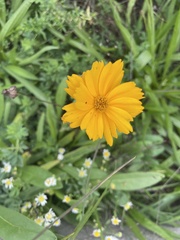 Coreopsis lanceolata