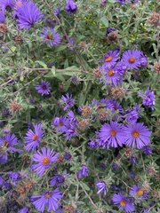 Symphyotrichum oblongifolium