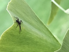 Philodromus aureolus