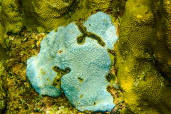 Pseudodiploria clivosa