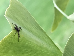 Philodromus aureolus