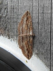 Austrocidaria gobiata