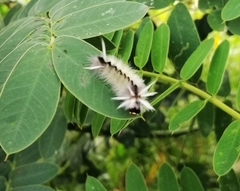 Halysidota