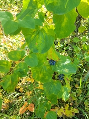 Smilax lasioneura