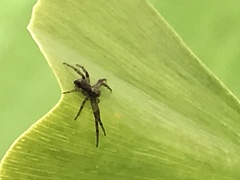 Philodromus aureolus