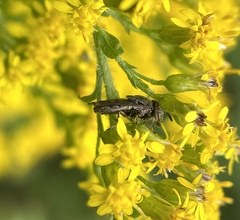 Orthonevra nitida