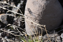 Deschampsia brevifolia