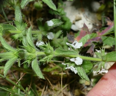 Sideritis romana