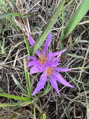 Colchicum autumnale