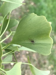 Philodromus aureolus