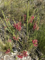 Erica densifolia