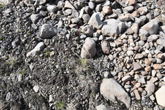 Deschampsia brevifolia