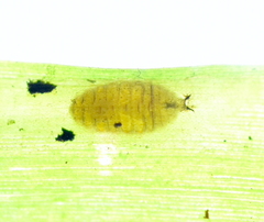 Liriomyza marginalis