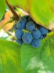 Smilax lasioneura