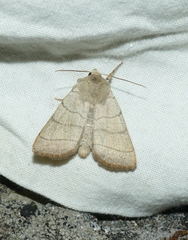 Charanyca trigrammica