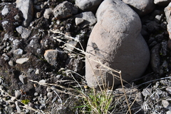 Deschampsia brevifolia