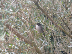 Curruca melanocephala