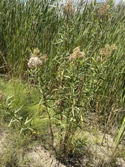 Baccharis salicina
