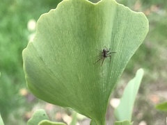 Philodromus aureolus