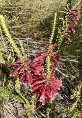 Erica densifolia