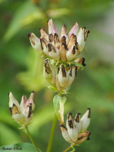 Vaistinis putoklis nuotrauka