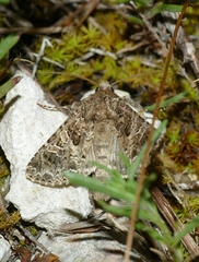 Hadena bicruris
