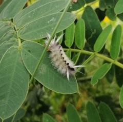 Halysidota