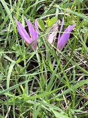 Colchicum autumnale