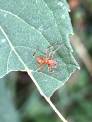 Formica pallidefulva