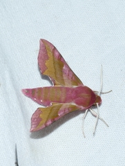 Deilephila porcellus