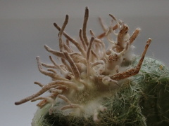 Gibellula