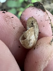 Oxychilus draparnaudi