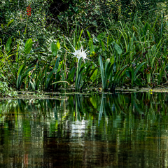 Hymenocallis tridentata