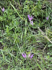 Colchicum autumnale