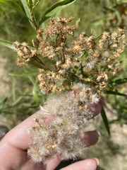 Baccharis salicina