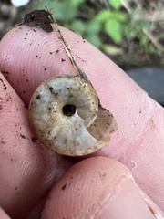 Oxychilus draparnaudi