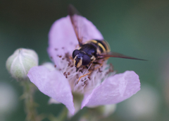 Sericomyia chalcopyga