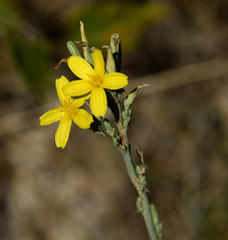 Lactuca viminea