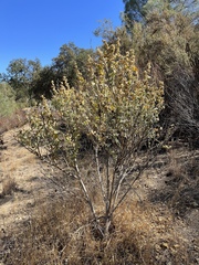 Malacothamnus aboriginum