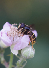 Sericomyia chalcopyga