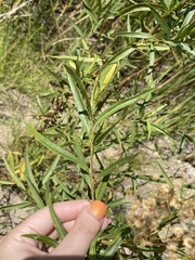Baccharis salicina