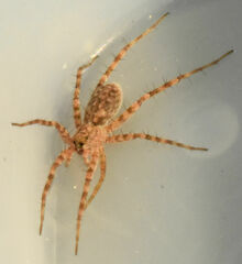 Pardosa mercurialis