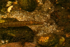 Esox americanus