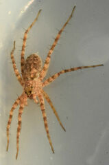 Pardosa mercurialis